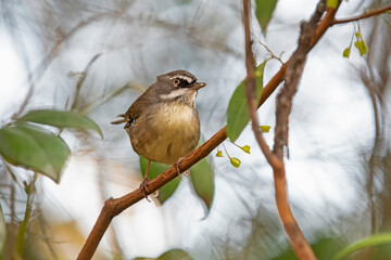 White-browed scrub wren on a branch