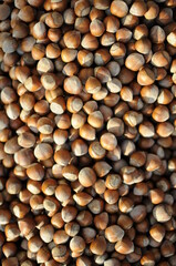 Hazelnuts dry on the ground. Process of Turkish hazelnuts. organic natural food. taking nuts with his hand.healty food.