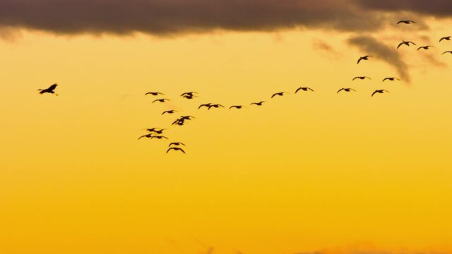 Flock of Birds in flight