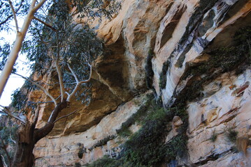 Fototapeta na wymiar The bright cliffs with the rocks in the Blue Mountains in the national park, Australia