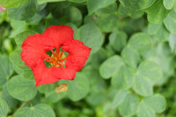 Top view red flower of Red Bauhinia or Nasturtium Bauhinia and blur green leaves background. Another name is Red Orchid Bush, African Plume, Bauhinia galpinii, Pride of De Kaap.