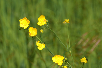 Butterblumen, Hahnenfuß, Ranunculus repens