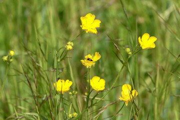 Butterblumen, Hahnenfuß, Ranunculus repens