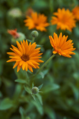 Nails medicinal, or marigold medicinal - herbaceous plant, a species of genus Calendula family Astra. Close-up.With copy space.
