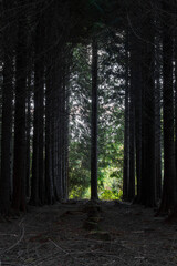 Lone tree in the pine woodland cornwall uk 