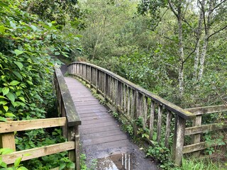 wooden bridge in the woods