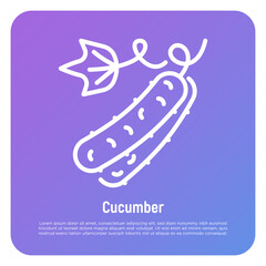 Cucumber thin line icon. Healthy vegan food. Ingredient for salad. Vector illustration.