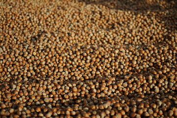 Hazelnuts dry on the ground. Process of Turkish hazelnuts. organic natural food. taking nuts with his hand.healty food.
