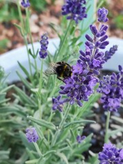 bee on lavender
