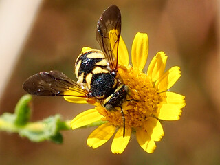 Wild Bee (Stelis signata)