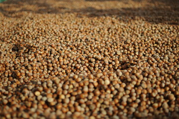 Hazelnuts dry on the ground. Process of Turkish hazelnuts. organic natural food. taking nuts with his hand.healty food.