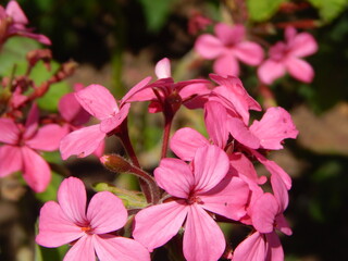 Obraz premium pink flowers in the garden