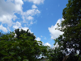 sky and trees