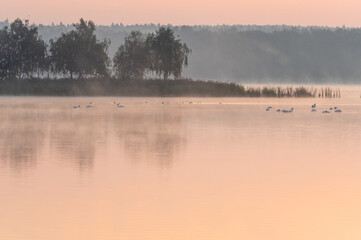 Obraz na płótnie Canvas ptactwo wodne we mgle na jeziorze o poranku