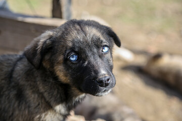 Blue eyed puppy staring with emotion