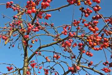 Close-up of a group of branches of a red plum leaf crab apple tree in Autumn with loads of little red apples in front of a blue sky
