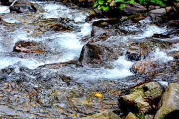 River in the Sambata Window, Fagaras. Typical landscape in the forests of Transylvania, Romania. Green landscape in the midsummer, in a sunny day