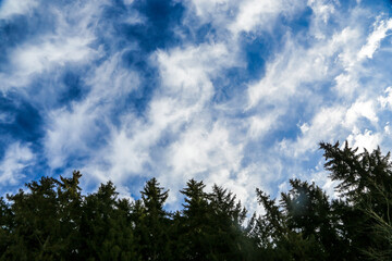 Painting like photo with trees and cloudy sky