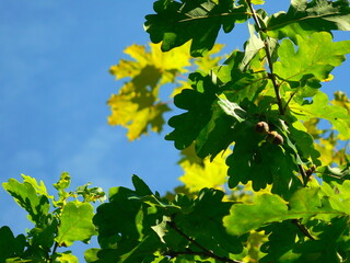 Oak branch with juicy green leaves and acorns against the blue summer sky on a sunny day # 2
