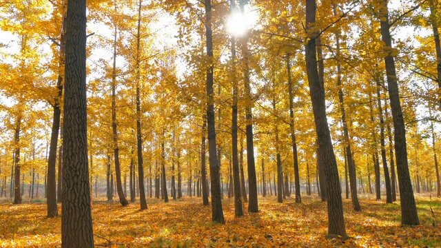 Drone shot rising from ground, golden gingko forest in autumn. Lens flare