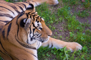 Tigre