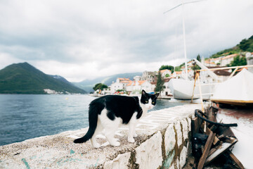 A black-and-white cat walks along a high fence near the water against the backdrop of mountains, houses and boats.