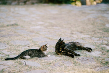 Two cats, gray with white and black and red, lie resting on the asphalt overgrown with grass.