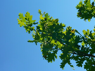 Oak branch with juicy green leaves and acorns against the blue summer sky on a sunny day # 4