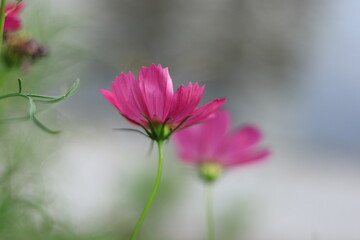 cosmos in the park ,japan,tokyo