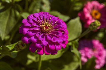 Fototapeta premium Zinnia elegans - an annual herbaceous plant species of the genus Zinnia family Asteraceae. Macro effect photo.