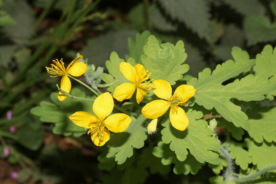 Gelbe Bl&uuml;te des Sch&ouml;llkrautes, Chelidonium majus