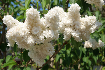 Close-up of the blossoms of a blooming common white lilac (syringa vulgaris alba)
