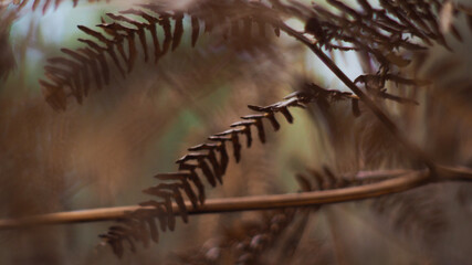 Fougères noyées dans un bokeh 