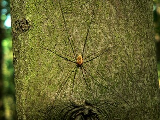A large spider with thin legs resting on a tree bole illuminated by the sun