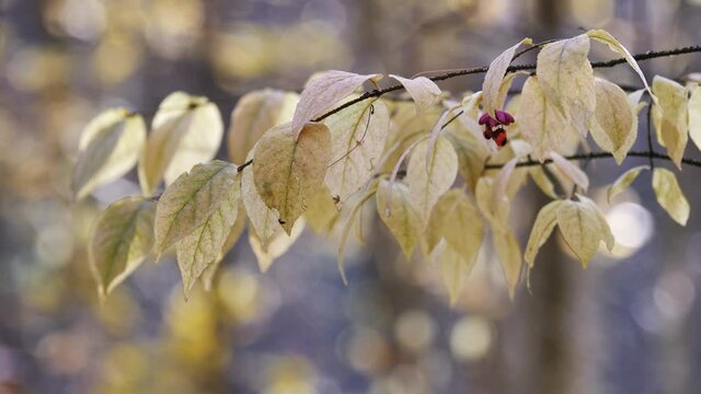 Autumn in the Forest, Leaves Swaying Gently with the Wind.