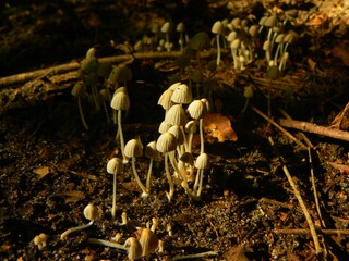 Miniature white mushrooms look like umbrellas growing along a forest path # 1