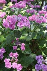 画面いっぱいの紫陽花