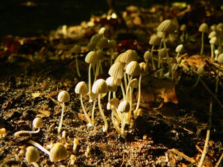Miniature white mushrooms look like umbrellas growing along a forest path # 2