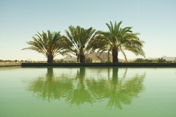 Obraz premium palm trees reflection in water