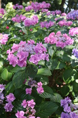 Obraz premium 広がる紫陽花畑