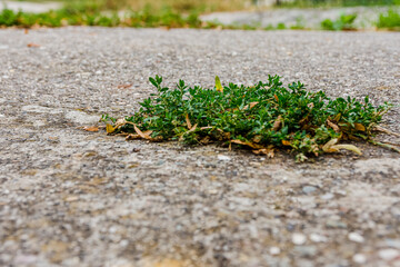 Low angle view of a green weed in tarmac