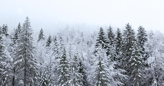 Beautiful foggy mountain forest trees winter scene with snowfall.	