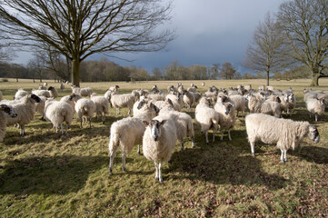Fototapeta na wymiar sheep in field in countryside on farm