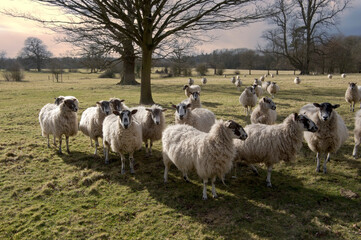 sheep in field in countryside on farm
