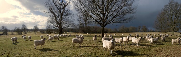 sheep in field in countryside on farm