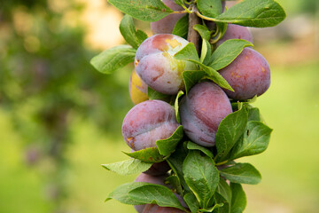 Ripe plums on a tree branch in the orchard