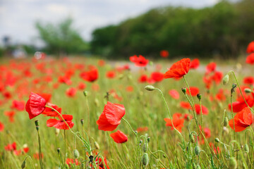 Beautiful red poppy flowers growing in field