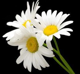 white daisy flower against black background