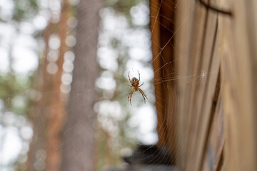 Spider web on wooden wall
