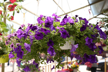 Fototapeta na wymiar Beautiful petunia flowers in plant pot hanging outdoors